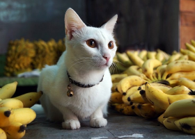 猫咪能吃“香蕉”吗?不只是好吃,原来有这些好处,除了这3类猫.花边娱乐-萌宠介绍,萌宠物语