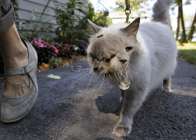 如何知道猫咪的岁数?每个年龄阶段有这些特征,你家爱猫几岁了?.花边娱乐-萌宠介绍,萌宠物语