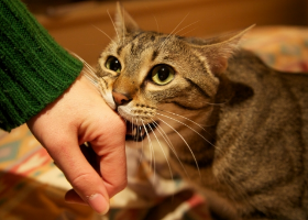 猫咪突然“咬人手”,多半是表达这几个意思,主人一定别过度打骂.花边娱乐-萌宠介绍,萌宠物语
