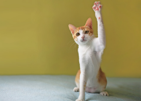 猫咪也会“扒拉”人?可不是在找茬,而是想表达这几个意思.花边娱乐-萌宠介绍,萌宠物语